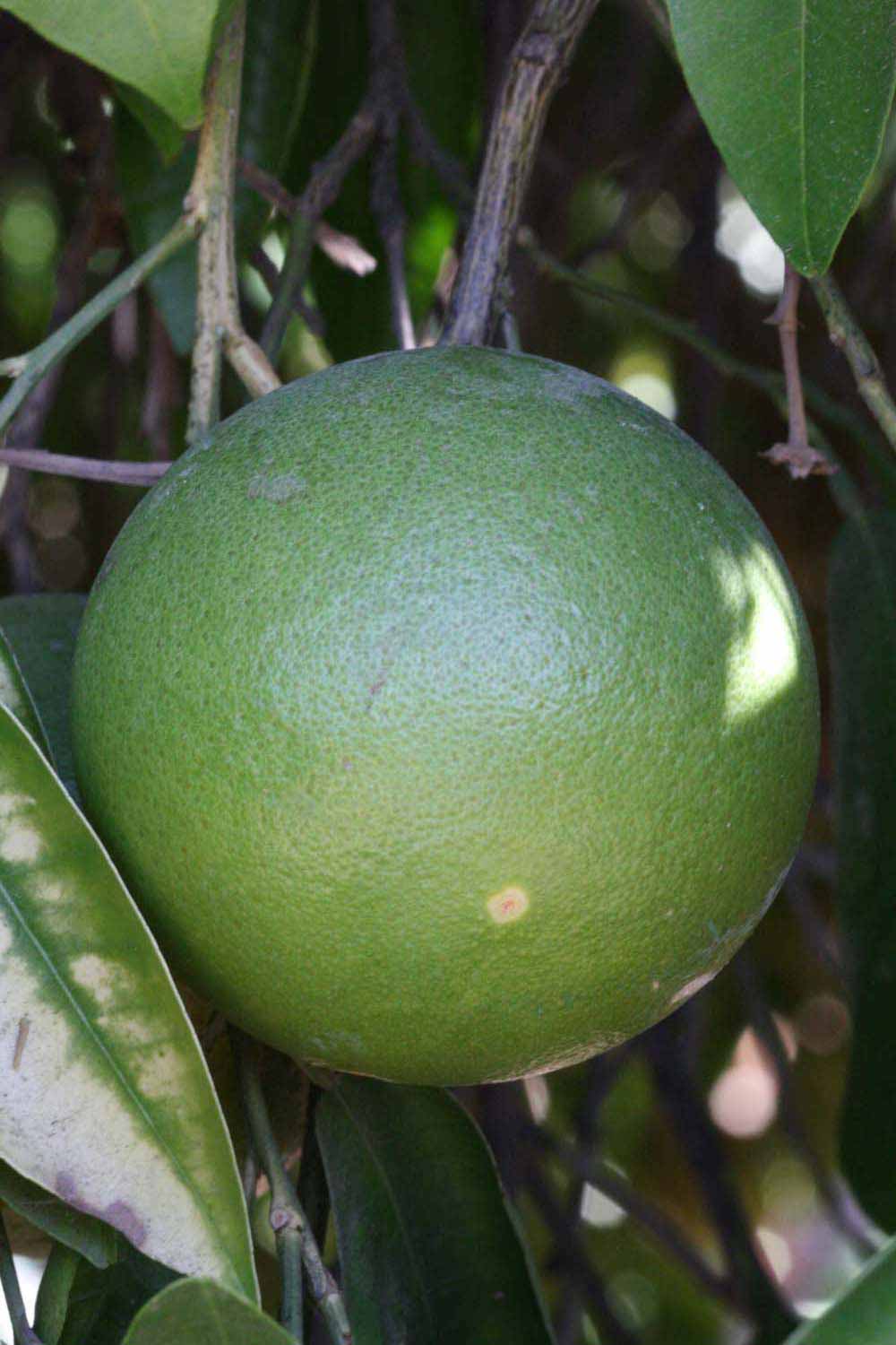            Immature fruit (Riverside, CA)   